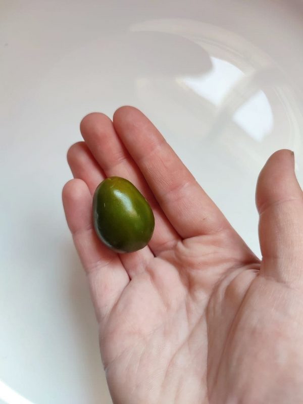 Перец Rocoto Mini Olive