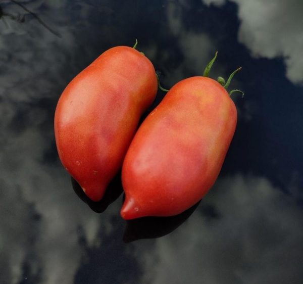 Семена томата Бычье сердце минусинское кистевое
