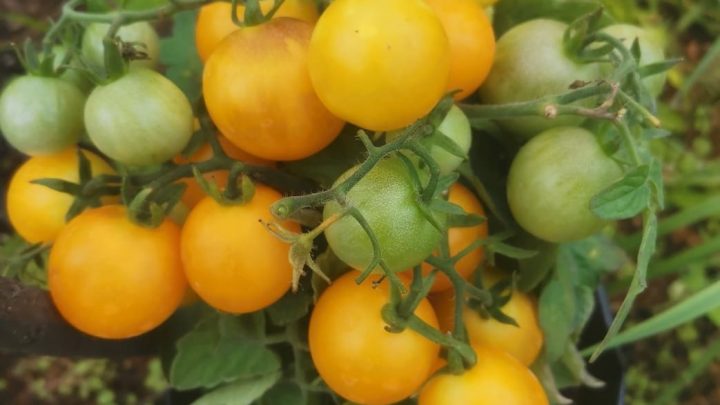 Как различать тип роста томатов?