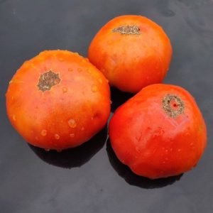Семена томата Гигантская хижина