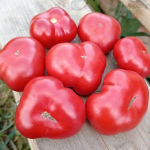 Семена томата гном Округ Франклина