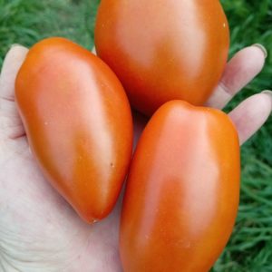 Семена томата Бронзовое сердце ангела