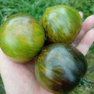 Семена томата Лунный камень
