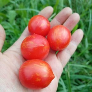 Семена томата Маленький фейерверк