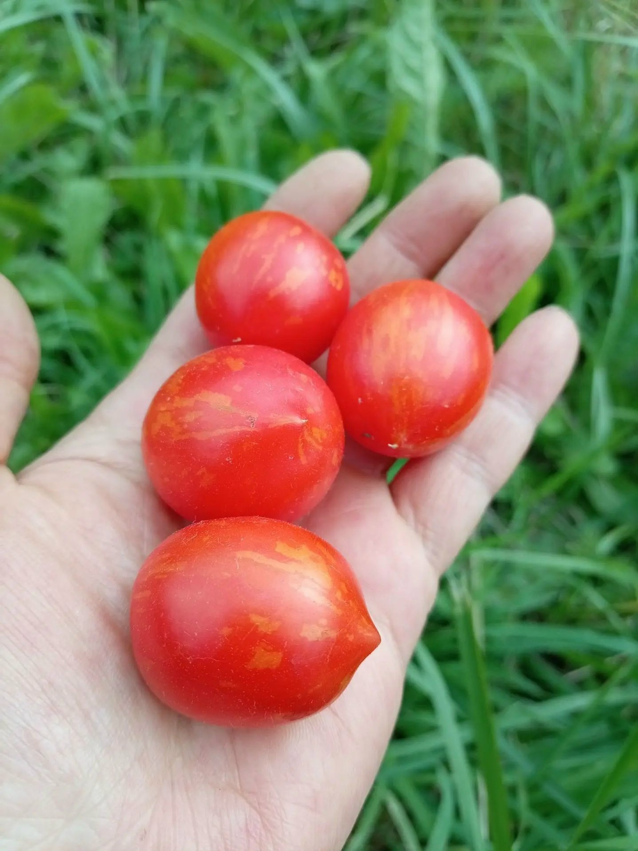 Семена томата Маленький фейерверк