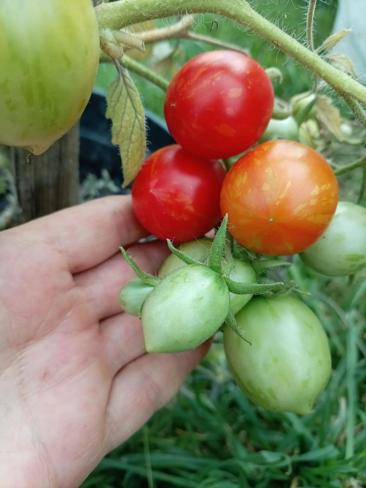 Семена томата Маленький фейерверк