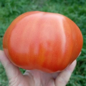 Семена томата Минусинский гигант красный