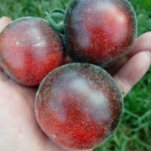 Семена томата Мохнатый Кейт красный
