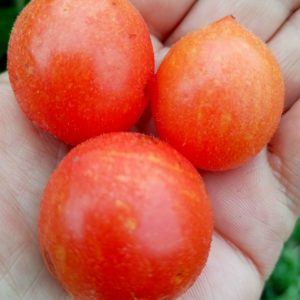 Семена томата Мохнатый коротышка