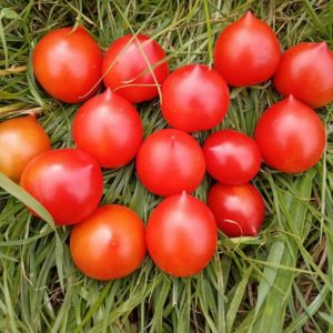 Семена томата Пендулина красная