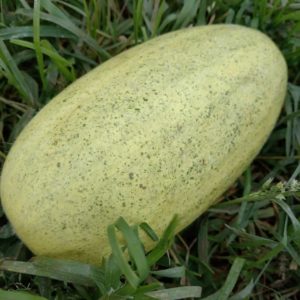 Дыня Банана-На