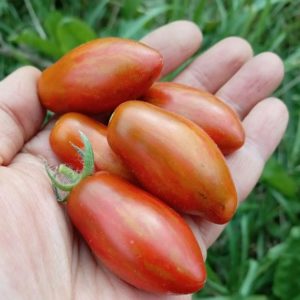 Семена томата Оливетта полосатая