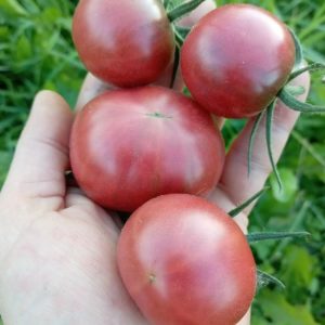 Семена томата Псамафа