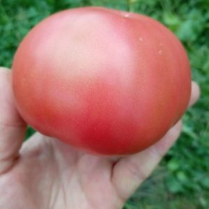 Семена томата Силезская малина