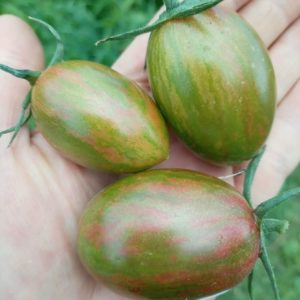 Семена томата Сюрприз Теннесси зеленая сливка
