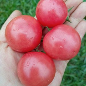 Семена томата гном Вишня Джонсона
