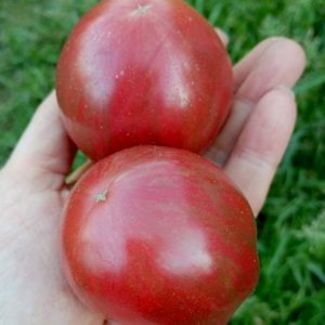 Семена томата гном Мелодия Гроуви